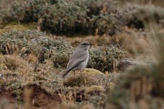 Muscisaxicola griseus