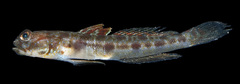 Hawaiian Shrimpgoby photo 4