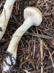 Phlegmacium patrickense