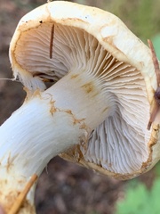 Phlegmacium patrickense