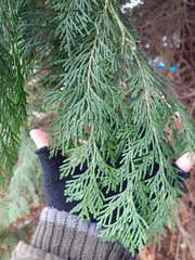 Cupressaceae