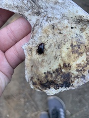 Parcoblatta americana