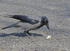 Corvus cornix