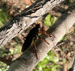 Proagonistes
