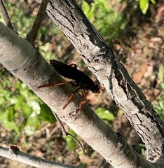 Proagonistes
