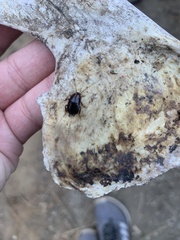 Parcoblatta americana