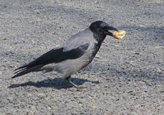 Corvus cornix