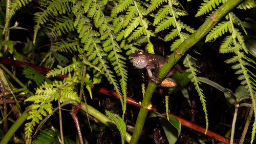 Gloomy Mountain Stream Frog, Ptychohyla zophodes