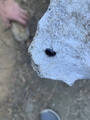 Parcoblatta americana