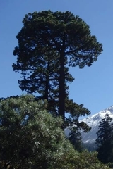 Pinus hartwegii
