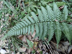 Dryopteris fuscipes