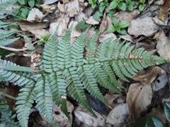 Dryopteris fuscipes