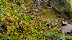 Scincella gemmingeri