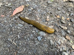 Ariolimax brachyphallus