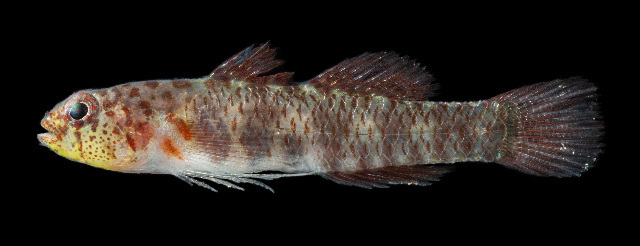 Susan's pygmygoby (Eviota susanae) — Gobiidae