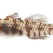 Eviota susanae - Photo (c) nmnh_fishes, algunos derechos reservados (CC BY-NC), subido por nmnh_fishes