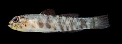 Eviota susanae