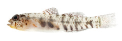 Eviota susanae