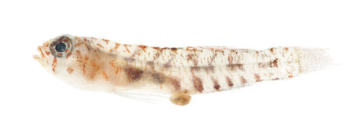 Eviota susanae, 2018-10-08