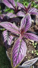 Strobilanthes auriculata dyeriana