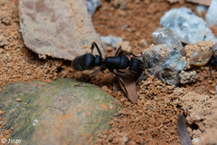 Pseudoneoponera rufipes