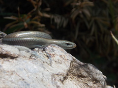 Chalcides chalcides