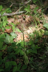 Himantoglossum comperianum