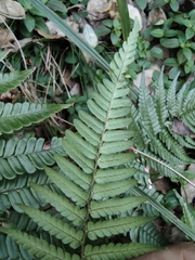 Dryopteris fuscipes