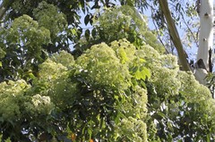 Flindersia brayleyana