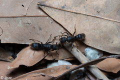 Pseudoneoponera rufipes