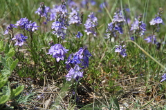 Veronica taurica