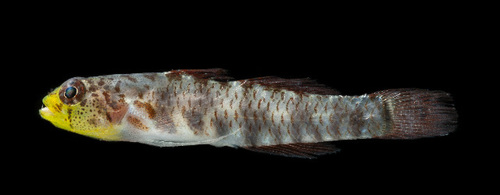 Eviota susanae, 2018-10-11