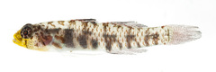 Eviota susanae