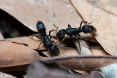 Pseudoneoponera rufipes