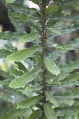 Macadamia tetraphylla