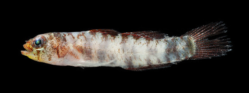 Eviota susanae, 2018-10-11