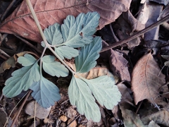 Corydalis edulis