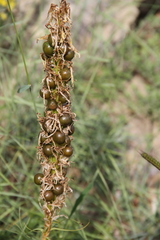 Asphodeline