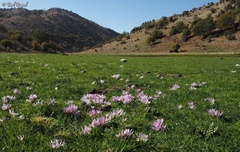 Colchicum szovitsii