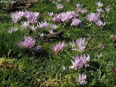 Colchicum szovitsii