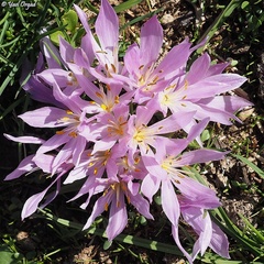Colchicum szovitsii