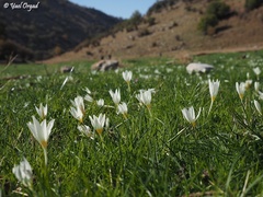 Crocus ochroleucus
