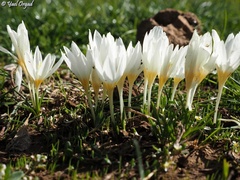 Crocus ochroleucus