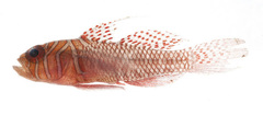 Farcimen Goby photo 2