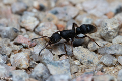 Pseudoneoponera rufipes