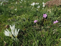 Erodium acaule