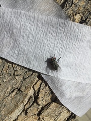 Diptera