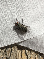 Diptera
