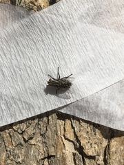 Diptera