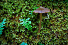 Entoloma holoconiotum